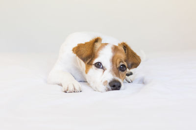 Portrait of dog resting on bed