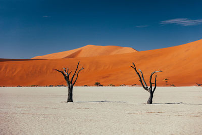 Dead trees on white salt pan at deadvlei in sossusvlei in the namib desert.