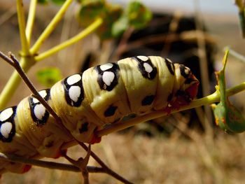 Close-up of insect on leaf