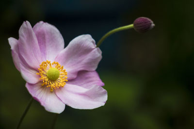 Close-up of pink flower blooming outdoors