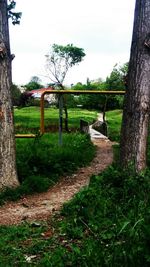 Trees on grassy field