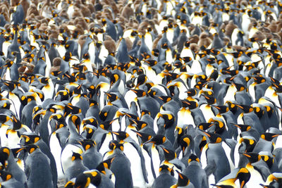 King penguins make a pattern