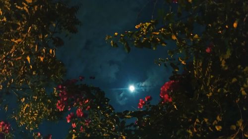 Low angle view of trees against sky at night