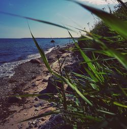 Close-up of grass on beach against sky