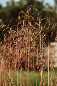 Close-up of crops on field