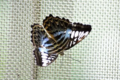 Close-up of butterfly