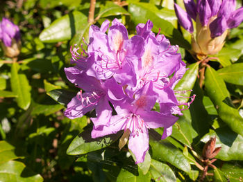 Close-up of pink flowering plant leaves