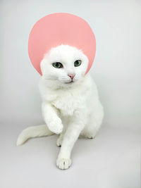 Close-up of cat against white background