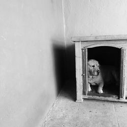 Dog looking at entrance of door