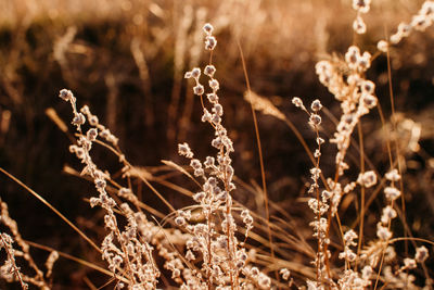 Close-up of wheat growing on field