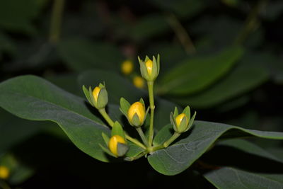 Close-up of yellow flowering plant