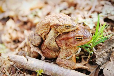 Close-up of frogs mating on field