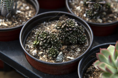 High angle view of potted plants in bowl