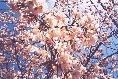 Low angle view of blooming tree