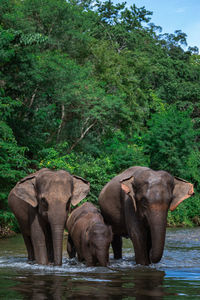 Elephant in a water. elephant family in a forest with the river on the way.