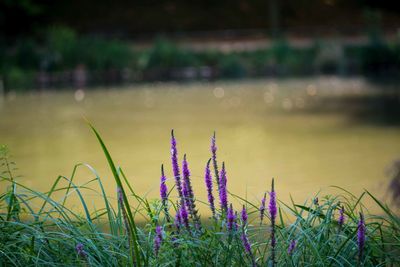 Close-up of purple flowering plants on land