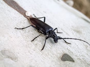 Close-up of insect