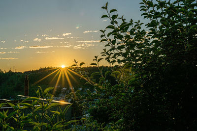 Plants growing on field against sky during sunset