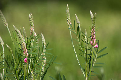 Close-up of flowering plant