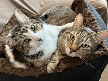 Close-up portrait of sibiling cats