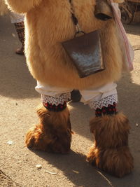 Low section of man with dog