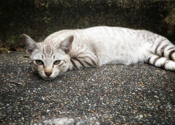 Portrait of a cat resting on road