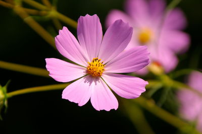 Close-up of pink cosmos flower