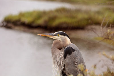 Great blue heron bird, ardea herodias, in the wild, foraging in a lake in huntington beach, calif