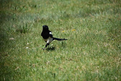 Bird perching on a field