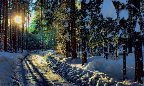 Trees in forest during winter