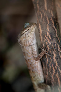 Close-up of lizard on tree trunk