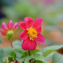 Close-up of pink flowers
