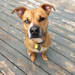 Portrait of dog on wooden floor