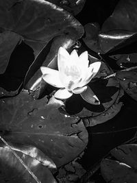 High angle view of flowers blooming in water