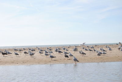 Flock of birds by sea against sky