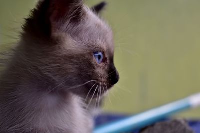 Close-up of cat looking away