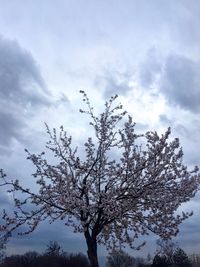 Low angle view of tree against sky