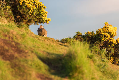 View of giraffe on field against sky