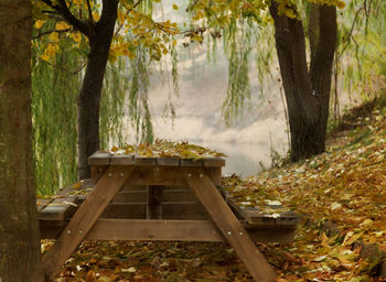 Chairs and table against trees in forest during autumn