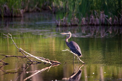 Bird in a lake