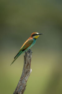 European bee-eater on tree stump in profile