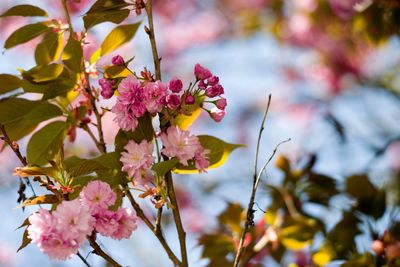 Close-up of pink cherry blossoms in spring