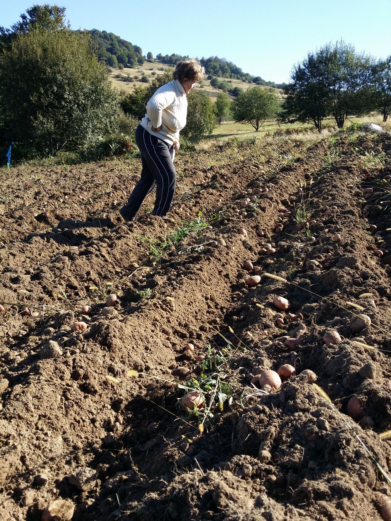 Harvest potato