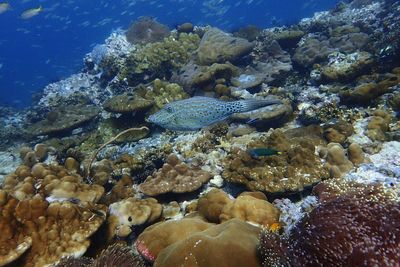 High angle view of fish swimming in sea