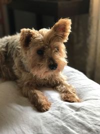 Close-up portrait of dog relaxing on bed at home