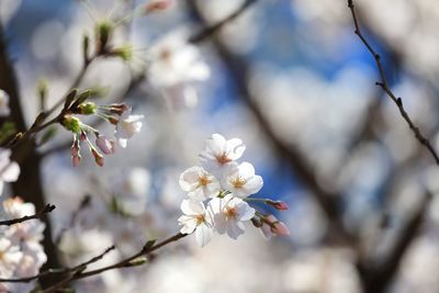 Close-up of white flowers on branch