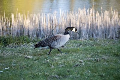 Side view of a bird on grass