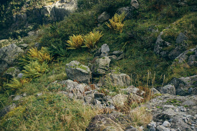 Trees growing on rocks