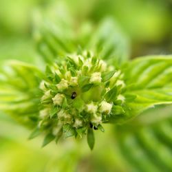 Close-up of fresh white flowering plant