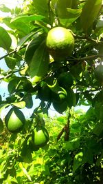 Low angle view of fruits on tree